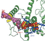 The molecular mechanism of NPQ